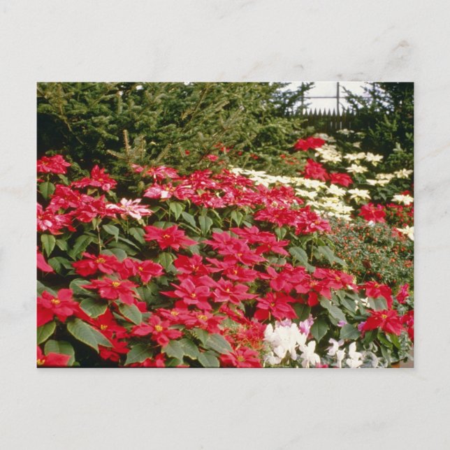 Carte Postale Euphorbia Pulcherrima (Poinsettia) fleurs (Devant)