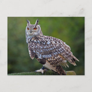 Carte postale Eurasian Eagle Owl