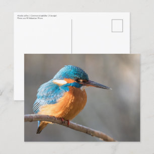 Carte Postale Eurasian Kingfisher Nature Photo Postcard