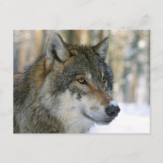 Carte Postale Europäischer Wolf (Devant)