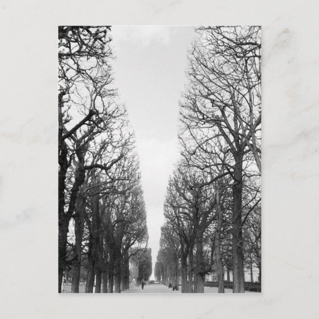 Carte Postale Europe, France, Paris. Arbres d'hiver, Marco Polo (Devant)