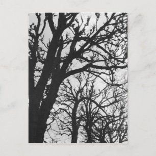 Carte Postale Europe, France, Paris. Les arbres d'hiver, Marco