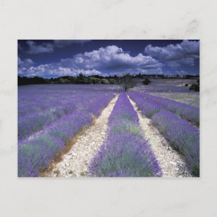 Carte Postale Europe, France, Provence. Lavander fields
