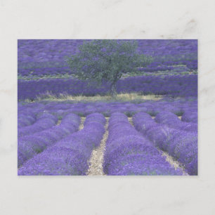 Carte Postale Europe, France, Provence, Sault, Champs de lavande