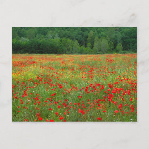 Carte Postale Europe, Italy, Tuscany, red poppies in field.