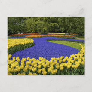 Carte Postale Europe, Pays-Bas, Hollande, Lisse, Keukenhof
