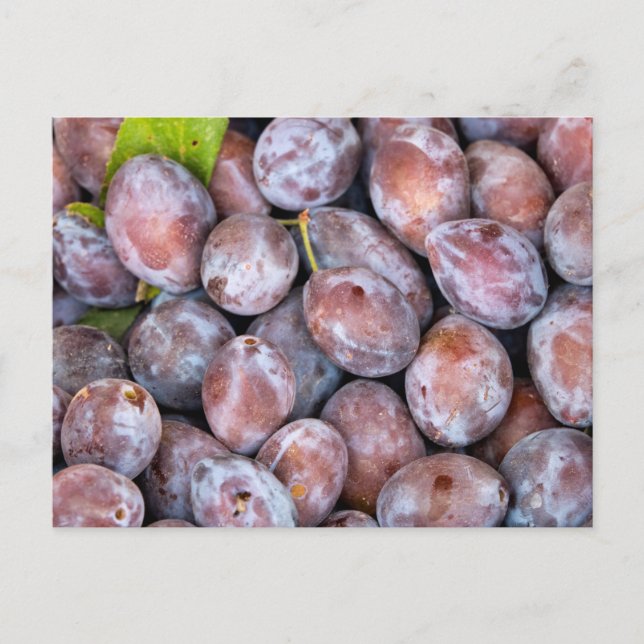 Carte Postale European plums (Devant)