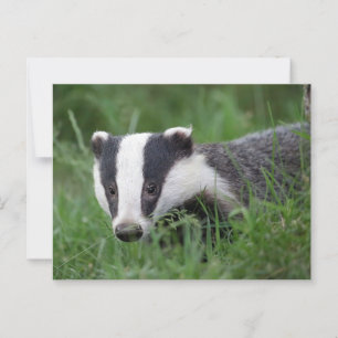 Carte postale européenne Badger