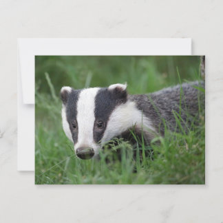 Carte postale européenne Badger