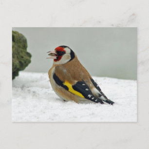 Carte postale européenne Goldfinch en neige