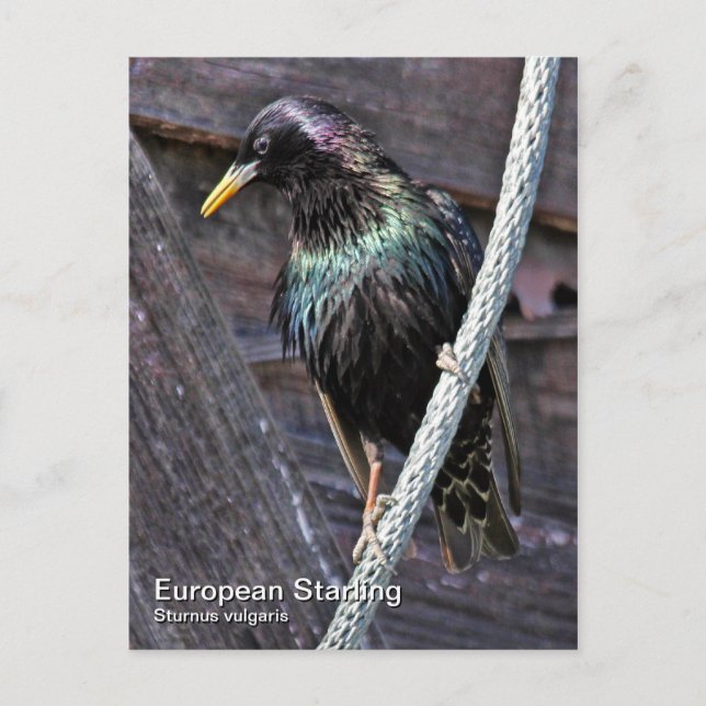 Carte postale européenne Starling (Devant)