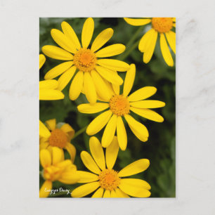 Carte Postale Euryops Daisy [Carte postale]