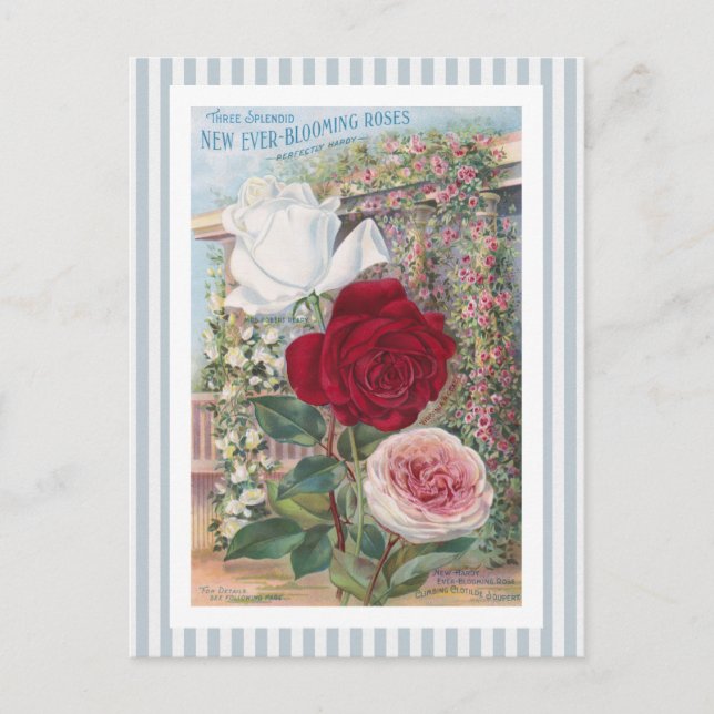 Carte Postale Ever-Blooming Roses Vintage (Devant)