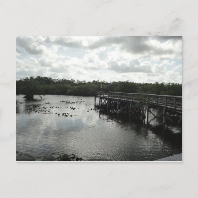Carte postale Everglades (Devant)