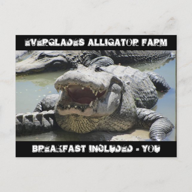 Carte Postale Everglades Alligator Farm - petit-déjeuner inclus  (Devant)