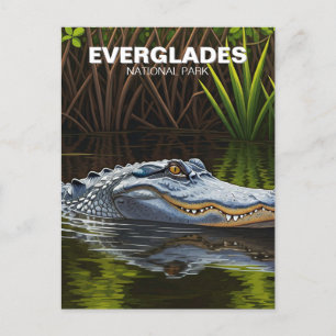 Carte Postale Everglades Floride Alligator Voyage