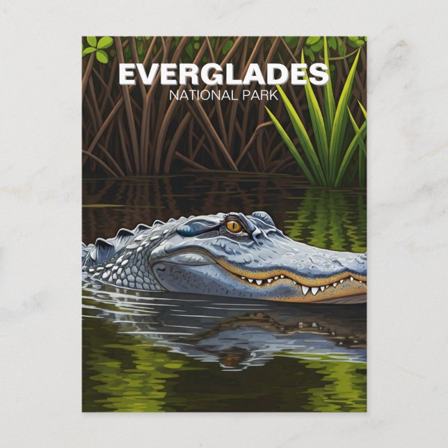 Carte Postale Everglades Floride Alligator Voyage (Devant)