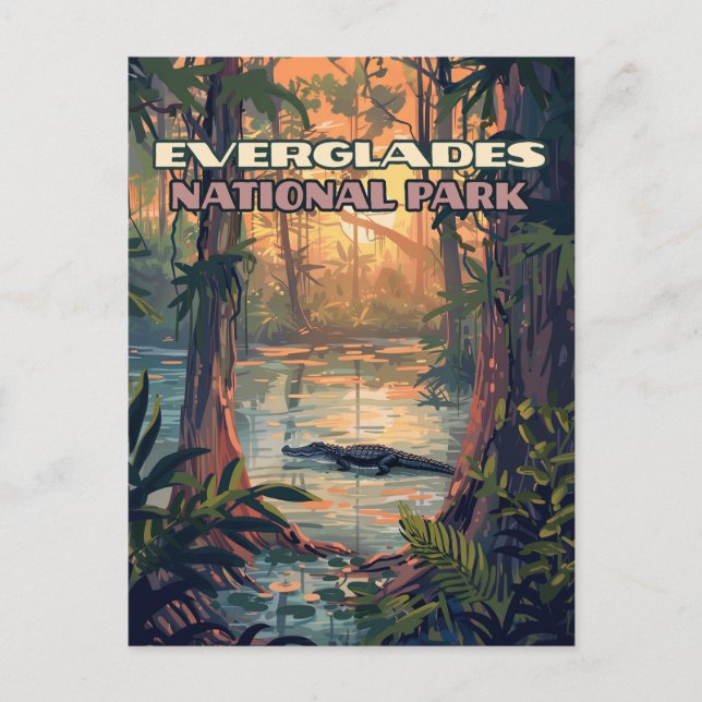 Carte Postale Everglades Parc National Alligator Marécage Florid (Devant)