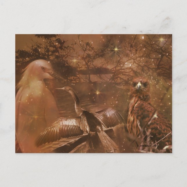 Carte Postale Everglades - Parc national en Floride (Devant)