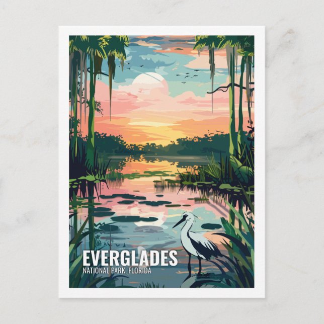 Carte Postale Everglades Parc National Floride USA (Devant)