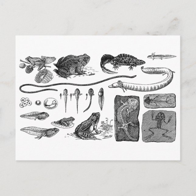 Carte Postale Évolution amphibie (Devant)