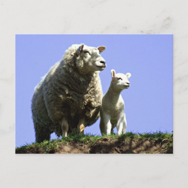 Carte postale Ewe et Lamb (Devant)