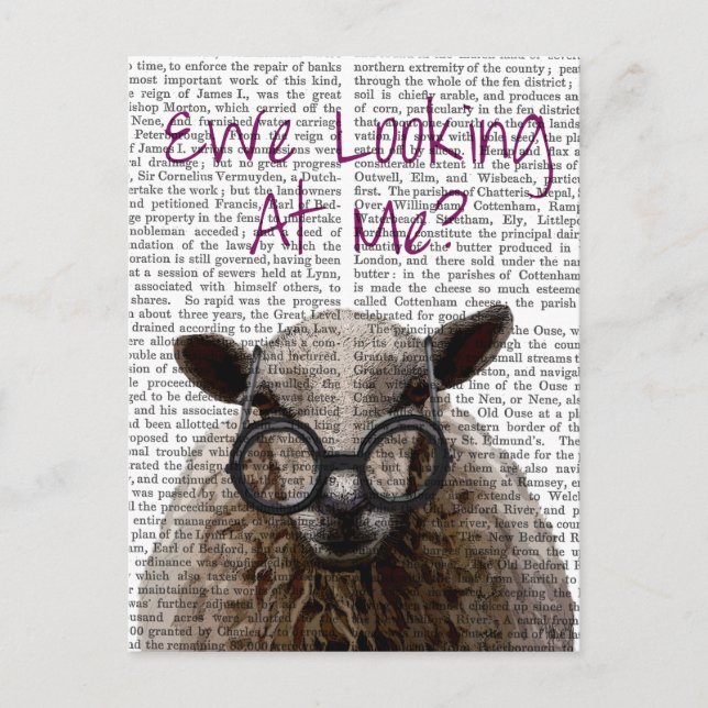 Carte Postale Ewe Regard Me DeNiro Mouton 2 (Devant)