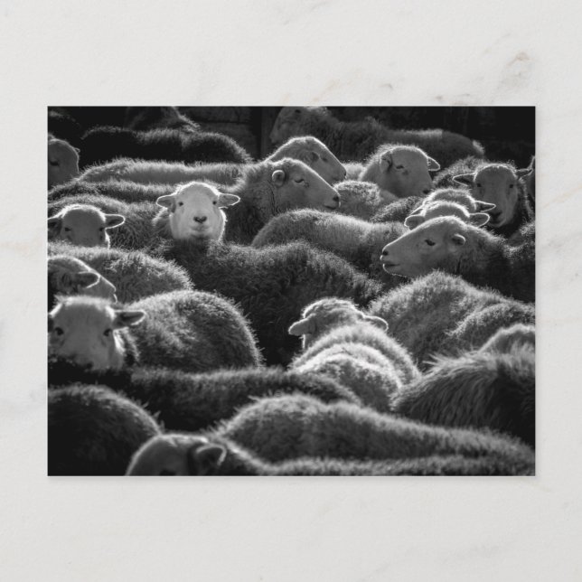Carte Postale Ewes en noir et blanc (Devant)