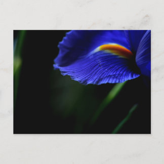 Carte postale exceptionnelle (iris)