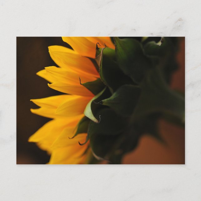 Carte postale exceptionnelle (tournesol) (Devant)