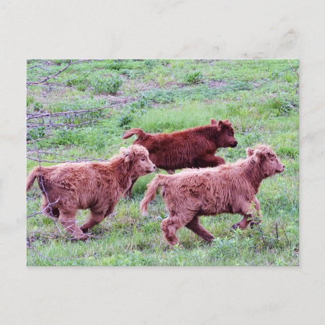 Carte Postale Exécuter gratuitement sur le terrain (Devant)