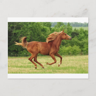 Carte Postale Exécution libre