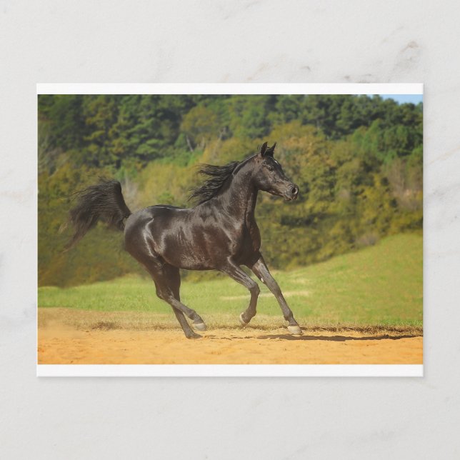 Carte Postale Exécution libre (Devant)