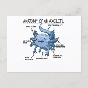 Carte Postale Explication Axolotl Anatomie D'Un Axolotl