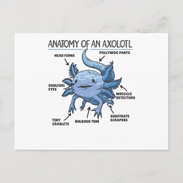 Carte Postale Explication Axolotl Anatomie D'Un Axolotl (Devant)