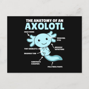 Carte Postale Explication Axolotl Anatomie D'Un Axolotl