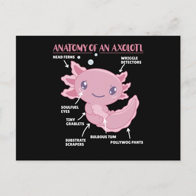 Carte Postale Explication Axolotl Anatomie D'Un Axolotl (Devant)