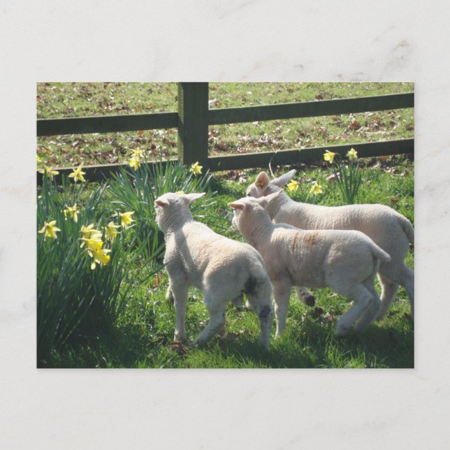 Carte Postale Exploration des jonquilles ! trois agneaux en fuit (Devant)