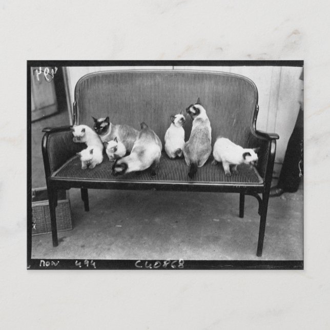 Carte Postale Exposition Cat Club - Mondial 494 (Devant)