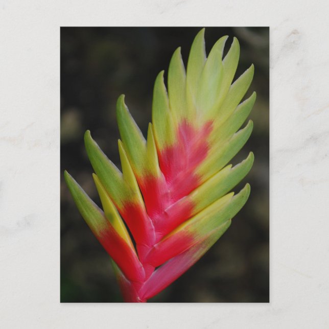 Carte Postale Extraordinaire plante exotique tropical (Devant)