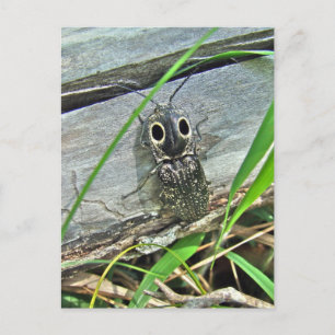 Carte Postale Eyed Elater Click Beetle - Alaus oculatus