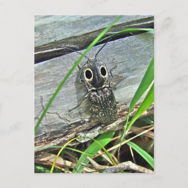 Carte Postale Eyed Elater Click Beetle - Alaus oculatus (Devant)