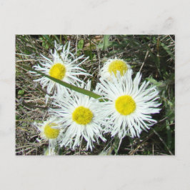 Carte Postale F10 Fleurs sauvages blancs flottaison touffée