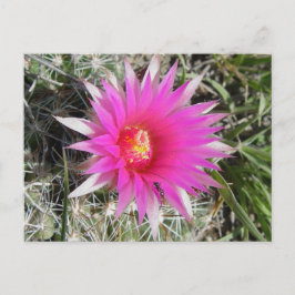 Carte Postale F12 Fleur de boule Cactus "Escobaria vivipara"