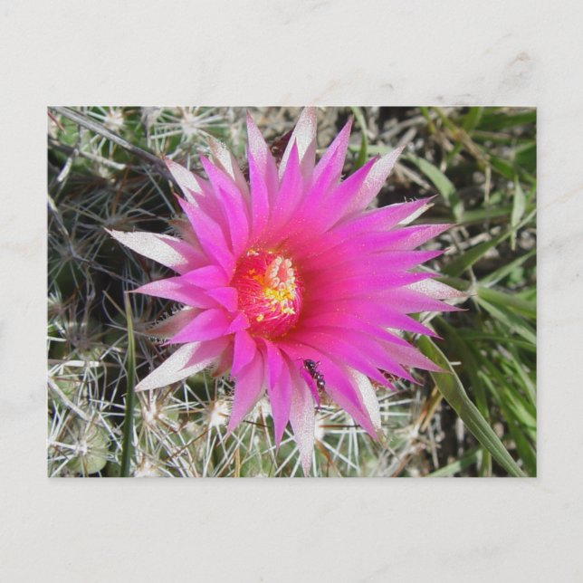 Carte Postale F12 Fleur de boule Cactus "Escobaria vivipara" (Devant)
