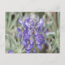 Carte Postale F18 Lupine annuelle des Fleurs sauvages pourpres