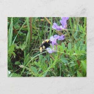Carte Postale F2 Abeille sur fleurs sauvages violettes