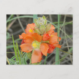 Carte Postale F40 Fleurs sauvages orange Mallow