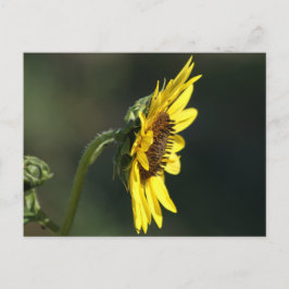 Carte Postale F43 Fleur sauvage jaune Susan aux yeux noirs