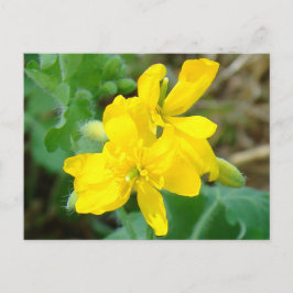 Carte Postale F44 Fleurs sauvages jaunes Moutarde sauvage